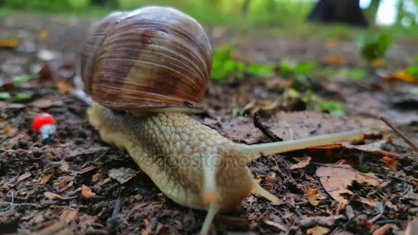 Caracol se arrastra por el suelo — Vídeos de Stock