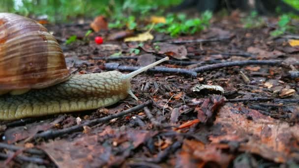 Escargot rampant sur le sol 