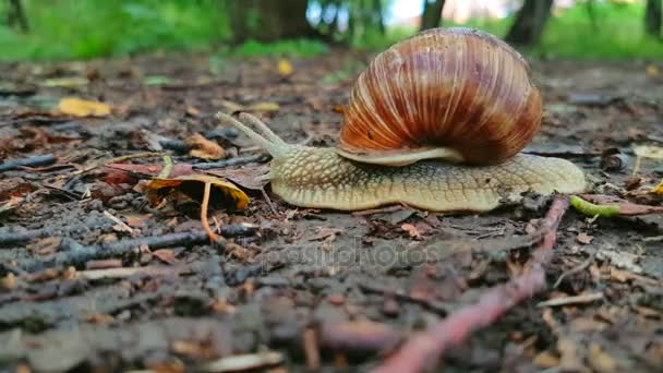 Escargot rampant sur le sol 