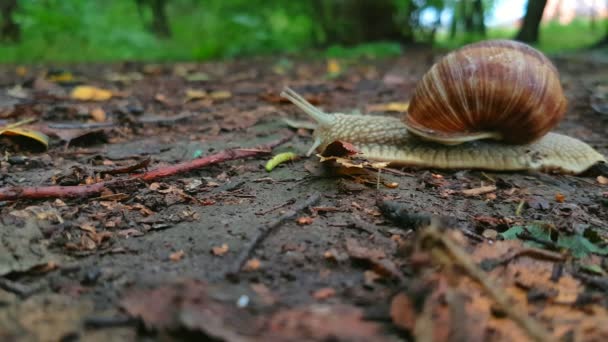 Caracol se arrastra por el suelo — Vídeo de stock