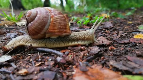 Caracol se arrastra por el suelo — Vídeos de Stock