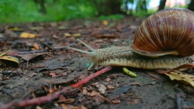 Salyangoz gezinmeler yere