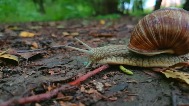 Escargot rampant sur le sol 