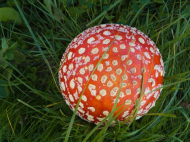 Teklif amanita mantar bir çim