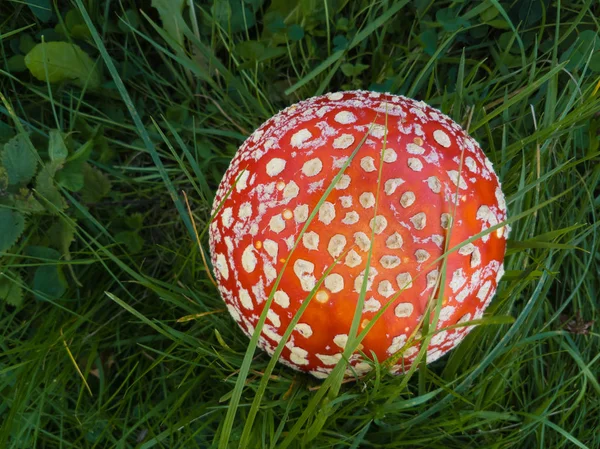 Licite o cogumelo amanita em uma grama — Fotografia de Stock