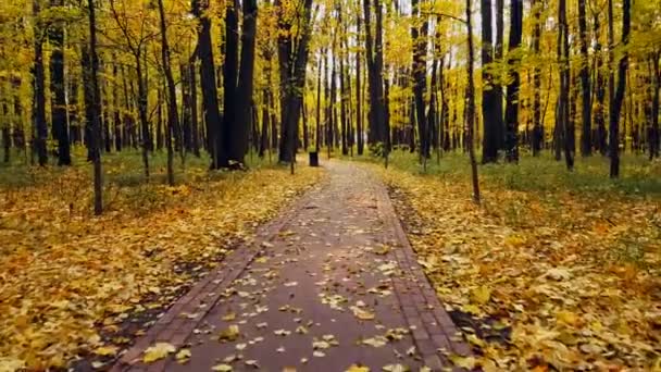 POV walking in a park at autumn — Stock Video