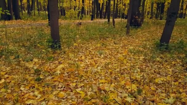 Parkera landskap på hösten — Stockvideo