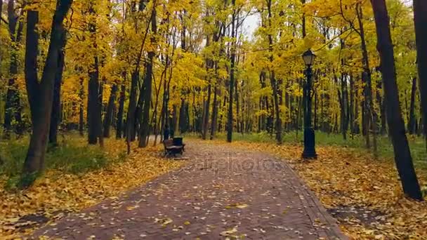 POV walking in a park at autumn — Stock Video