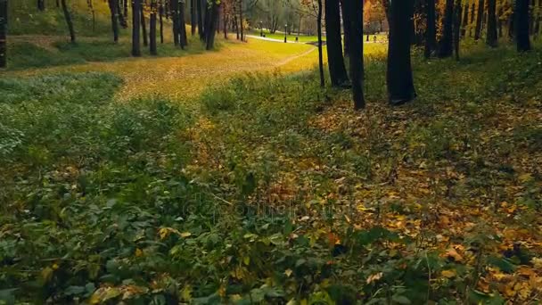 Park landscape at autumn — Stock Video