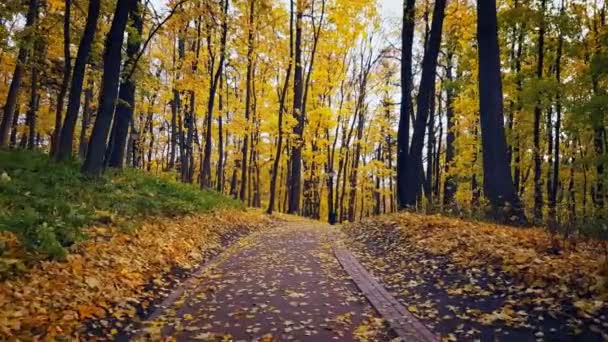 Park landscape at autumn — Stock Video