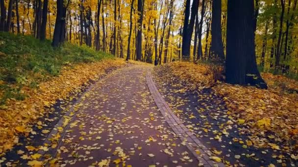 Parque de paisaje en otoño — Vídeo de stock