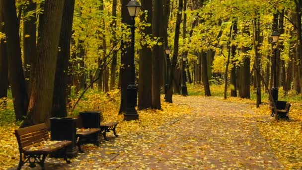 Park landscape at autumn — Stock Video