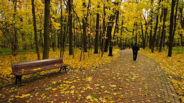Parque de paisaje en otoño — Vídeos de Stock