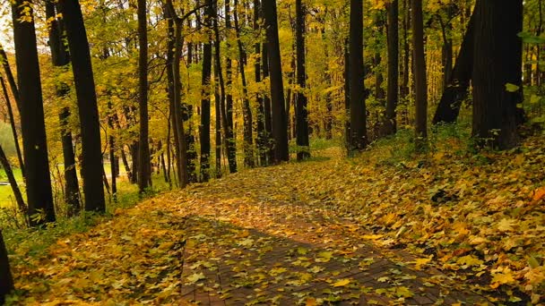Парковий пейзаж восени — стокове відео