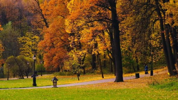 秋の公園の風景 — ストック動画