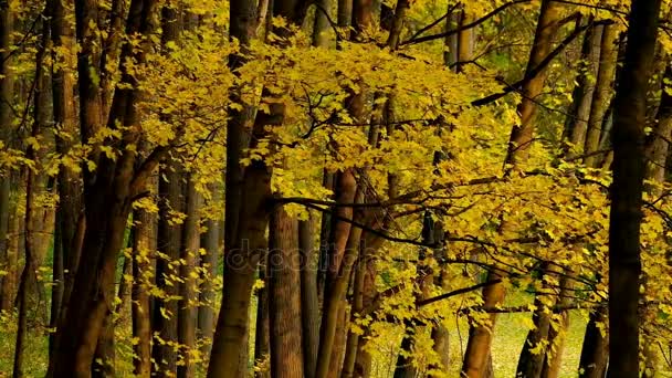 Parque de paisaje en otoño — Vídeo de stock