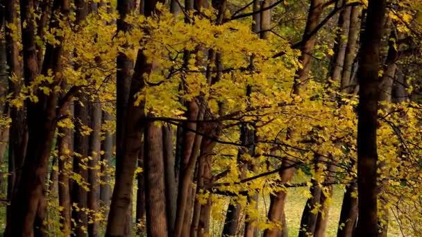 Park landscape at autumn — Stock Video