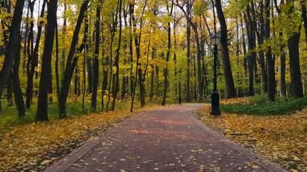 POV walking in a park at autumn — Stock Video