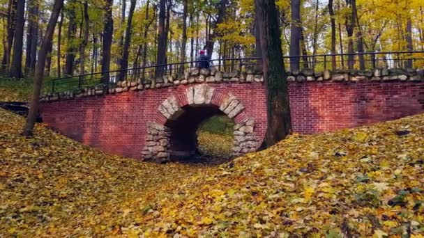 Park landscape at autumn — Stock Video