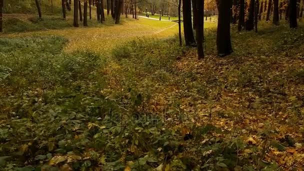 Parque de paisaje en otoño — Vídeos de Stock