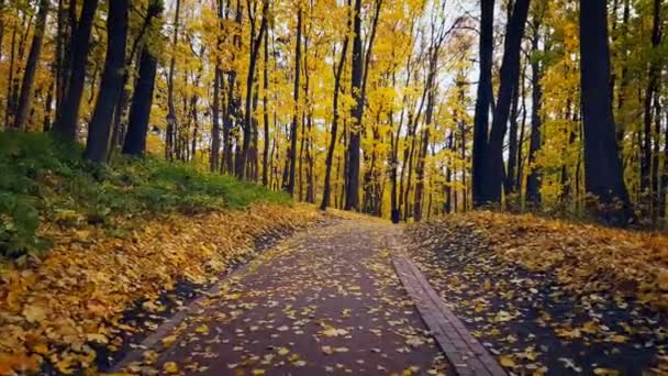 Krajina parku na podzim — Stock video