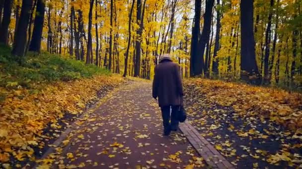 Parkera landskap på hösten — Stockvideo