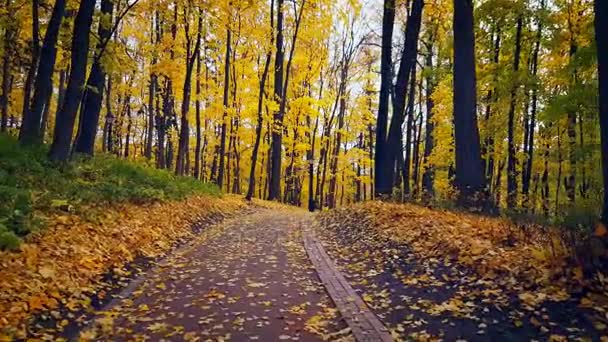 Krajobraz parku o jesieni — Wideo stockowe