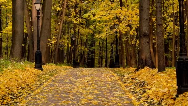 Park landscape at autumn — Stock Video