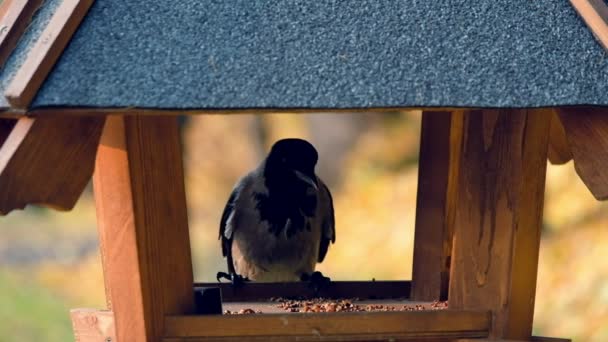 Oiseaux dans les mangeoires du parc — Video