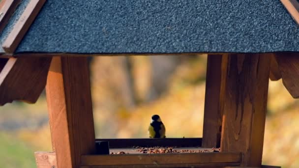 Oiseaux dans les mangeoires du parc — Video