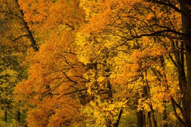 Park peyzaj sonbahar
