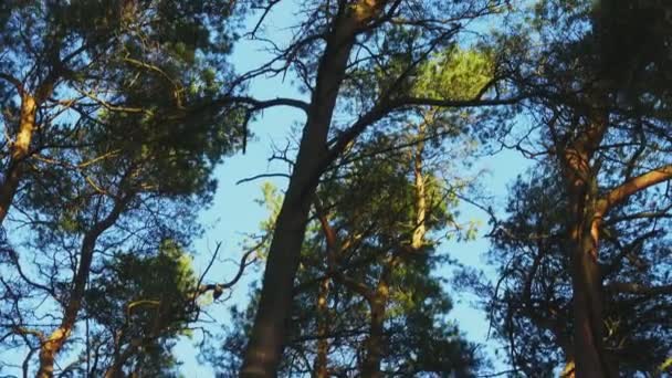 Pięknego sosnowego lasu na jesień — Wideo stockowe