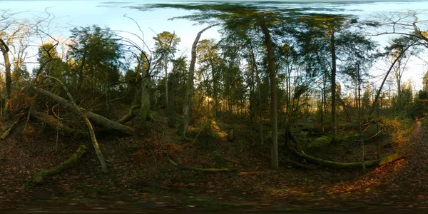 Linda floresta de pinheiros no outono — Fotografia de Stock