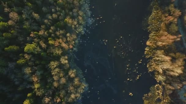 Sjön i tallskogen är täckt med is — Stockvideo