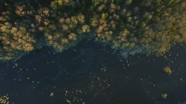 Çam ormanı gölde buz ile kaplıdır