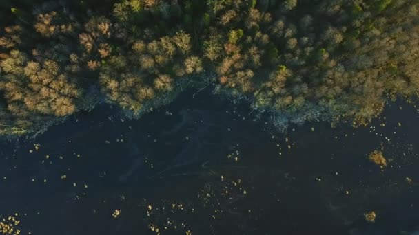 松の森の湖が氷で覆われています。 — ストック動画