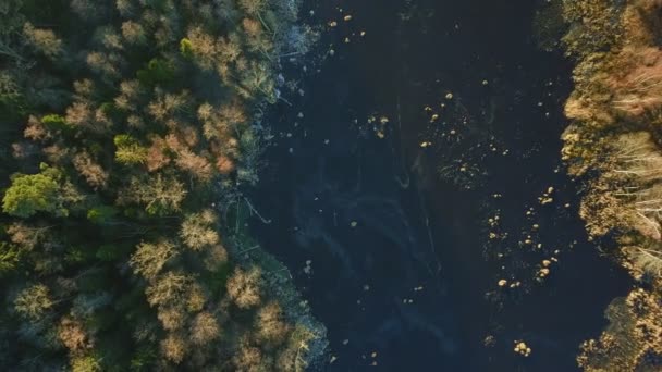 Lac dans la forêt de pins est recouvert de glace — Video