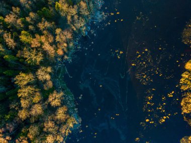 Çam ormanı gölde buz ile kaplıdır