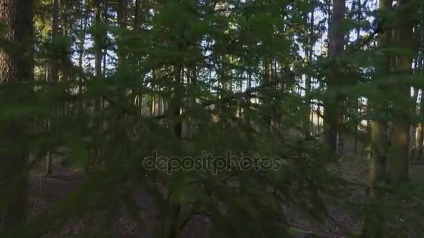 Hermoso bosque de pinos en otoño — Vídeos de Stock