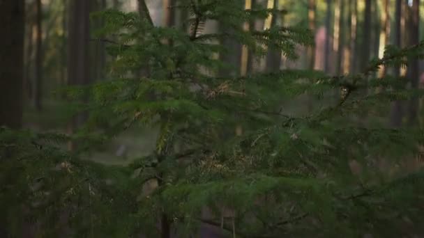 Hermoso bosque de pinos en otoño — Vídeo de stock