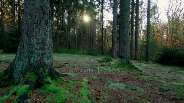 Belle forêt de pins à l'automne — Video