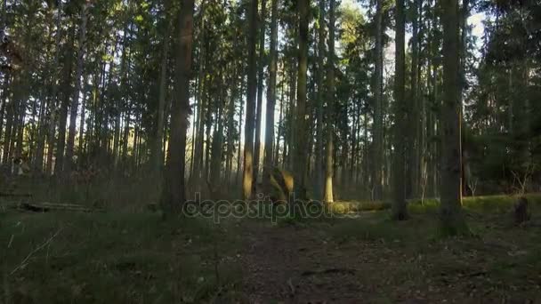 Hermoso bosque de pinos en otoño — Vídeo de stock