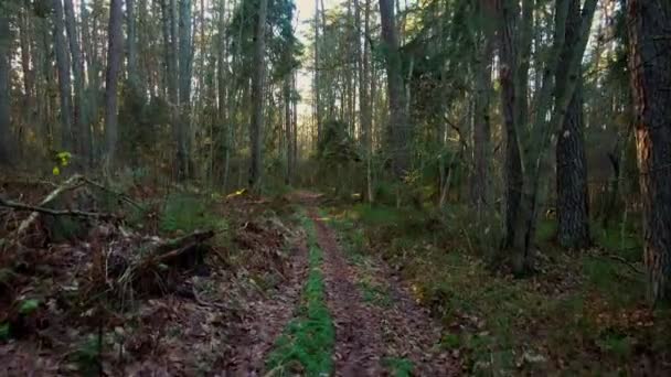 Beautiful pine forest at fall — Stock Video