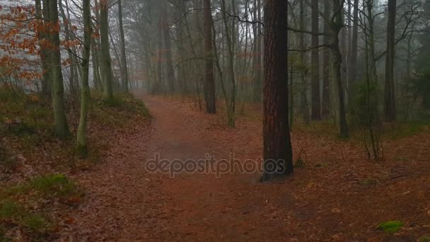 秋天的树林景观 — 图库视频影像