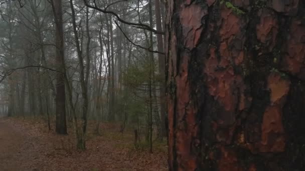 Landskapet i skogen på hösten — Stockvideo