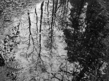 Ormanda sonbahar birikintisi