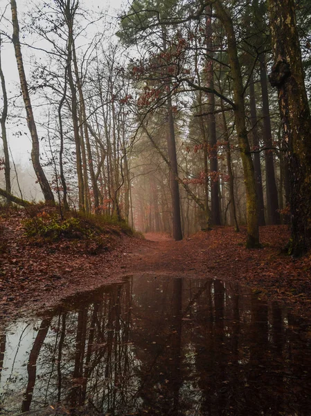 Landschap van de bossen in de herfst — Stockfoto