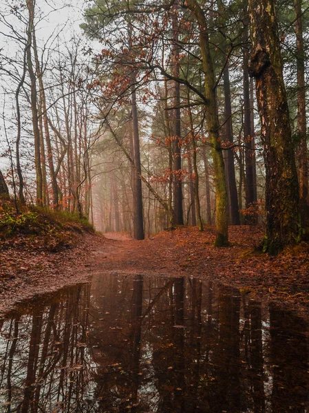 Paesaggio dei boschi in autunno — Foto Stock