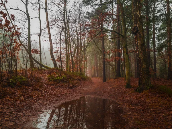 Paesaggio dei boschi in autunno — Foto Stock