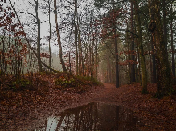 Landschap van de bossen in de herfst — Stockfoto